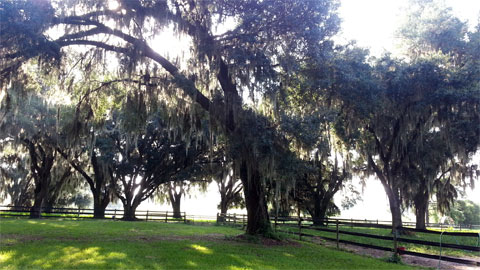 Oak Trees in Florida